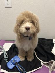 Lost Male Dog last seen Near and cleaveland, Northlake, TX 76226
