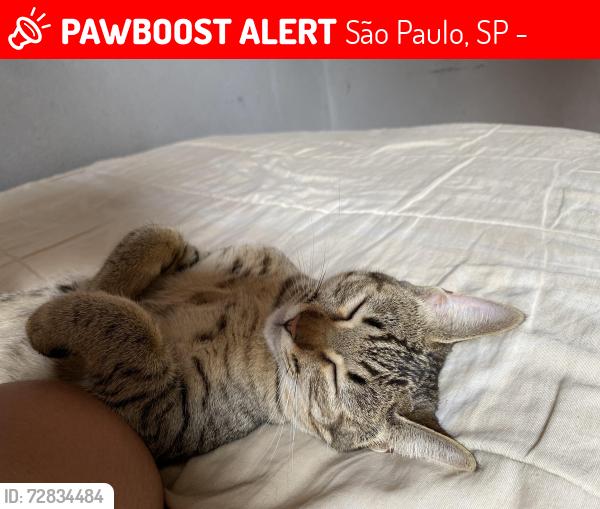 Lost Female Cat last seen Rua doutor José Silvio de Camargo , São Paulo, SP 04476-070