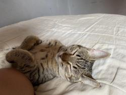 Lost Female Cat last seen Rua doutor José Silvio de Camargo , São Paulo, SP 04476-070