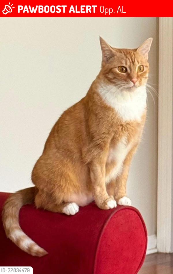 Lost Female Cat last seen Dogwood Acres off the bypass in Opp, AL, Opp, AL 36467