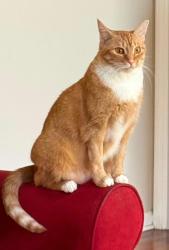 Lost Female Cat last seen Dogwood Acres off the bypass in Opp, AL, Opp, AL 36467