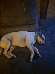 Lost Male Dog last seen Elvessa , Oakland, CA 94605