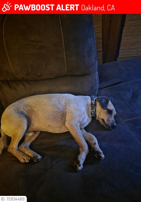 Lost Male Dog last seen Elvessa , Oakland, CA 94605
