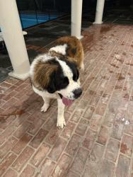 Lost Unknown Dog last seen Old Hammond Hwy, Baton Rouge, LA 70809