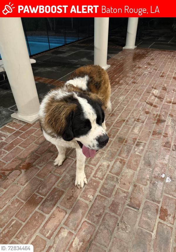 Lost Unknown Dog last seen Old Hammond Hwy, Baton Rouge, LA 70809