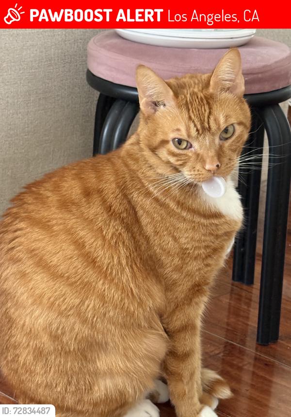 Lost Male Cat last seen Navarro, Los Angeles, CA 90032