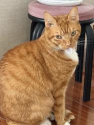 Lost Male Cat last seen Navarro, Los Angeles, CA 90032