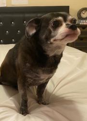 Lost Female Dog last seen Near S, Taylorsville, UT 84123