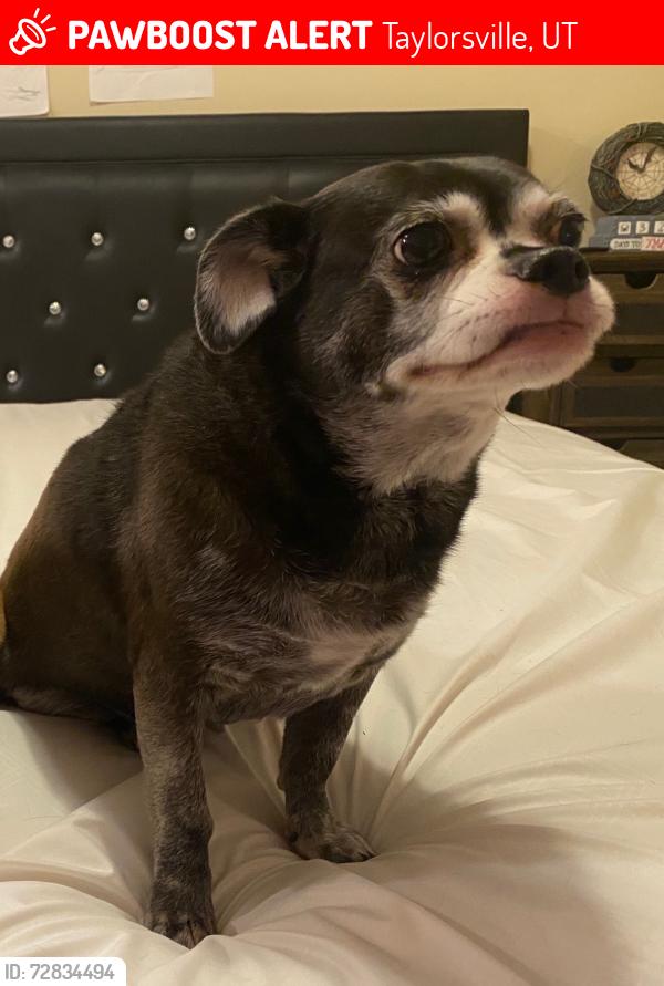 Lost Female Dog last seen Near S, Taylorsville, UT 84123