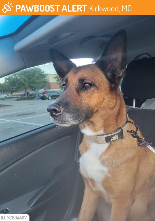 Found/Stray Female Dog last seen Nathaniel Reid bakery parking lot, Kirkwood, MO 63122