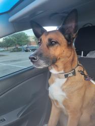 Found/Stray Female Dog last seen Nathaniel Reid bakery parking lot, Kirkwood, MO 63122