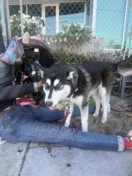 Found/Stray Unknown Dog last seen Van nuys and magnolia, Los Angeles, CA 91401