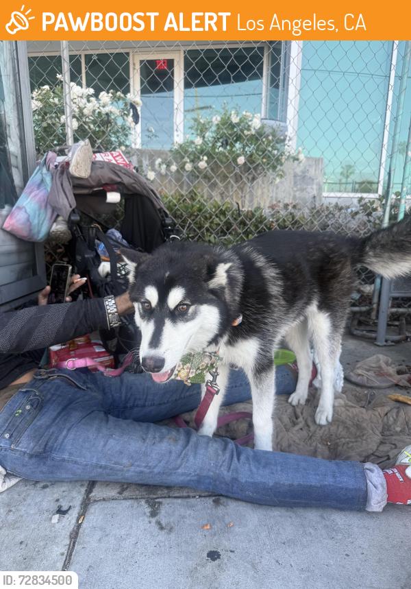 Found/Stray Unknown Dog last seen Van nuys and magnolia, Los Angeles, CA 91401