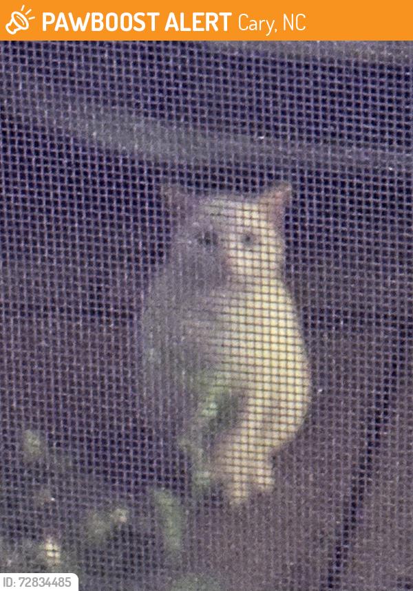 Found/Stray Unknown Cat last seen Near Brisbane Woods Way Cary NC 27518, Cary, NC 27518