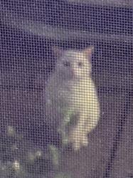 Found/Stray Unknown Cat last seen Near Brisbane Woods Way Cary NC 27518, Cary, NC 27518