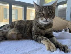 Lost Female Cat last seen Near Aldine Westfield Rd, Bayou Forest Village, Houston TX, 77039, Houston, TX 77039