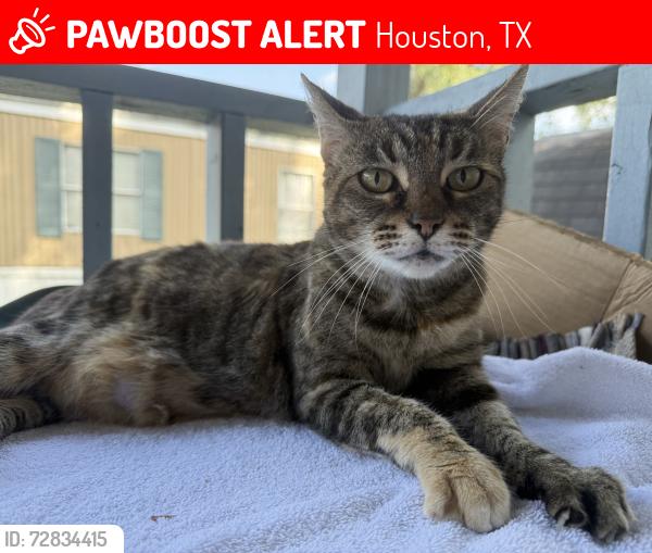 Lost Female Cat last seen Near Aldine Westfield Rd, Bayou Forest Village, Houston TX, 77039, Houston, TX 77039