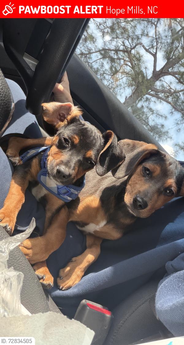 Lost Male Dog last seen Golfview Road, Hope Mills, NC 28348