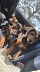 Lost Male Dog last seen Golfview Road, Hope Mills, NC 28348