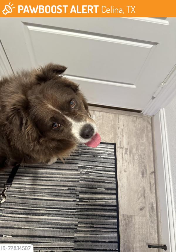 Found/Stray Unknown Dog last seen Was found running on Mill Pond Dr, Celina, TX 75071