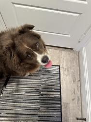 Found/Stray Unknown Dog last seen Was found running on Mill Pond Dr, Celina, TX 75071