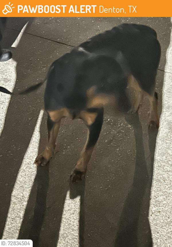 Found/Stray Unknown Dog last seen McKinney and 288, Denton, TX 76208