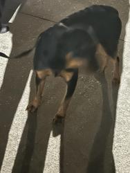 Found/Stray Unknown Dog last seen McKinney and 288, Denton, TX 76208