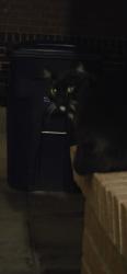 Found/Stray Unknown Cat last seen Near Matthew Ave NE , Albuquerque, NM 87112