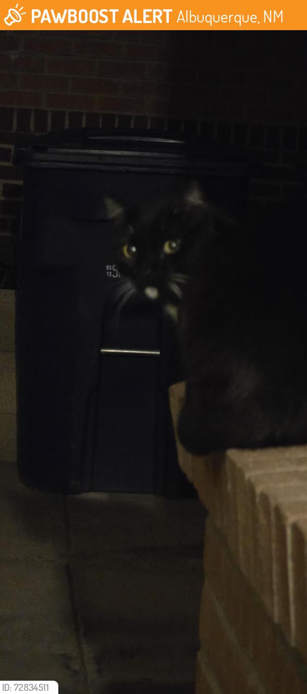 Found/Stray Unknown Cat last seen Near Matthew Ave NE , Albuquerque, NM 87112