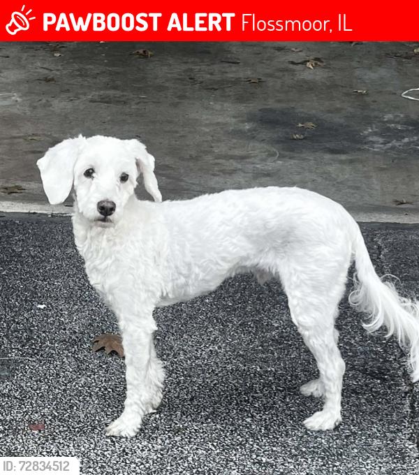 Lost Male Dog last seen Meijer flossmoor , Flossmoor, IL 60422
