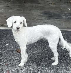 Lost Male Dog last seen Meijer flossmoor , Flossmoor, IL 60422