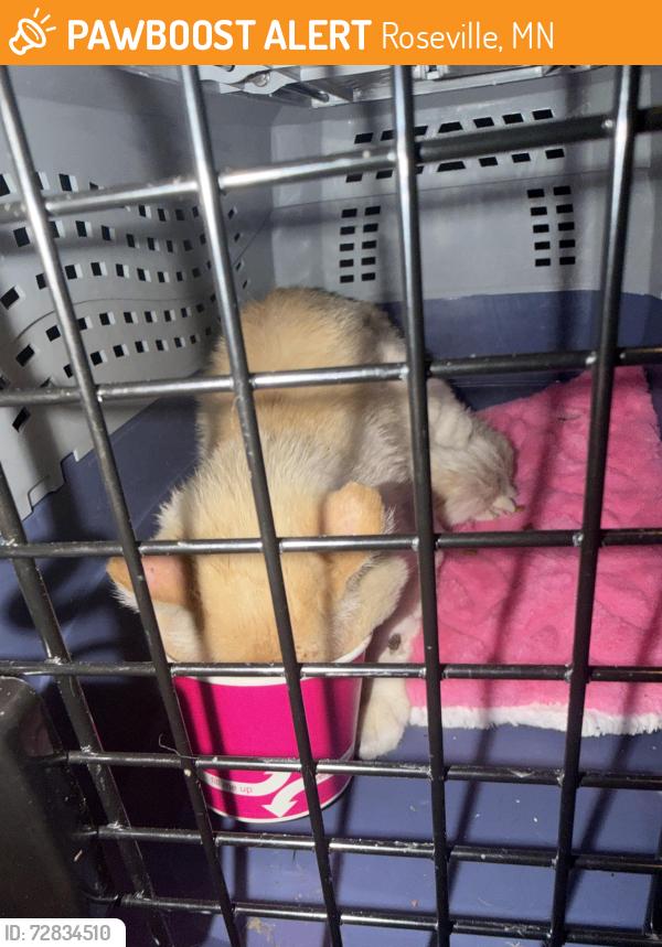 Found/Stray Unknown Cat last seen Roseville planet fitness , Roseville, MN 55113
