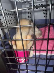 Found/Stray Unknown Cat last seen Roseville planet fitness , Roseville, MN 55113