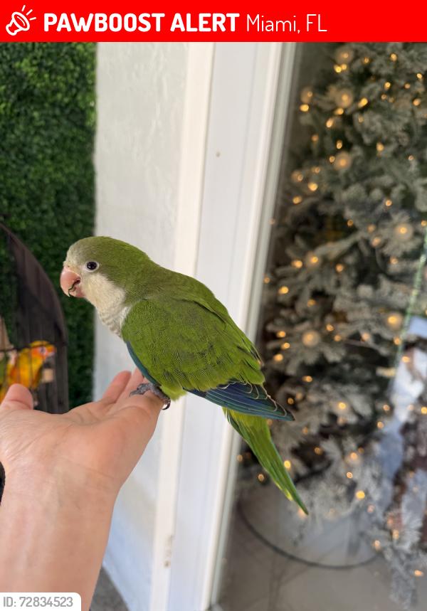 Lost Unknown Bird last seen Near ave 178st, Miami, FL 33187
