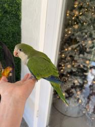 Lost Unknown Bird last seen Near ave 178st, Miami, FL 33187