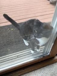 Found/Stray Unknown Cat last seen Royal Blvd., Elgin, IL 60123