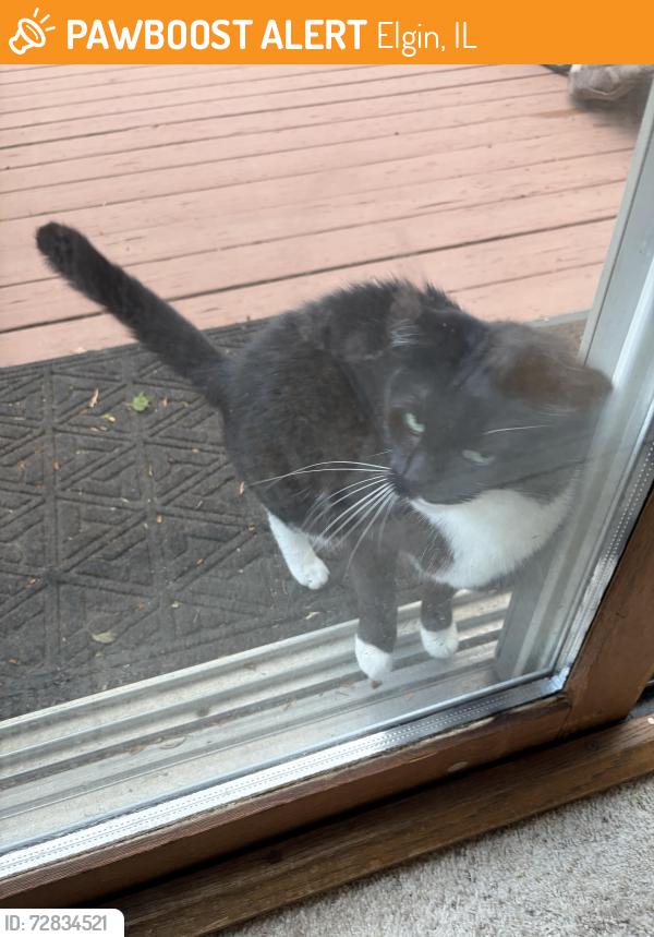 Found/Stray Unknown Cat last seen Royal Blvd., Elgin, IL 60123