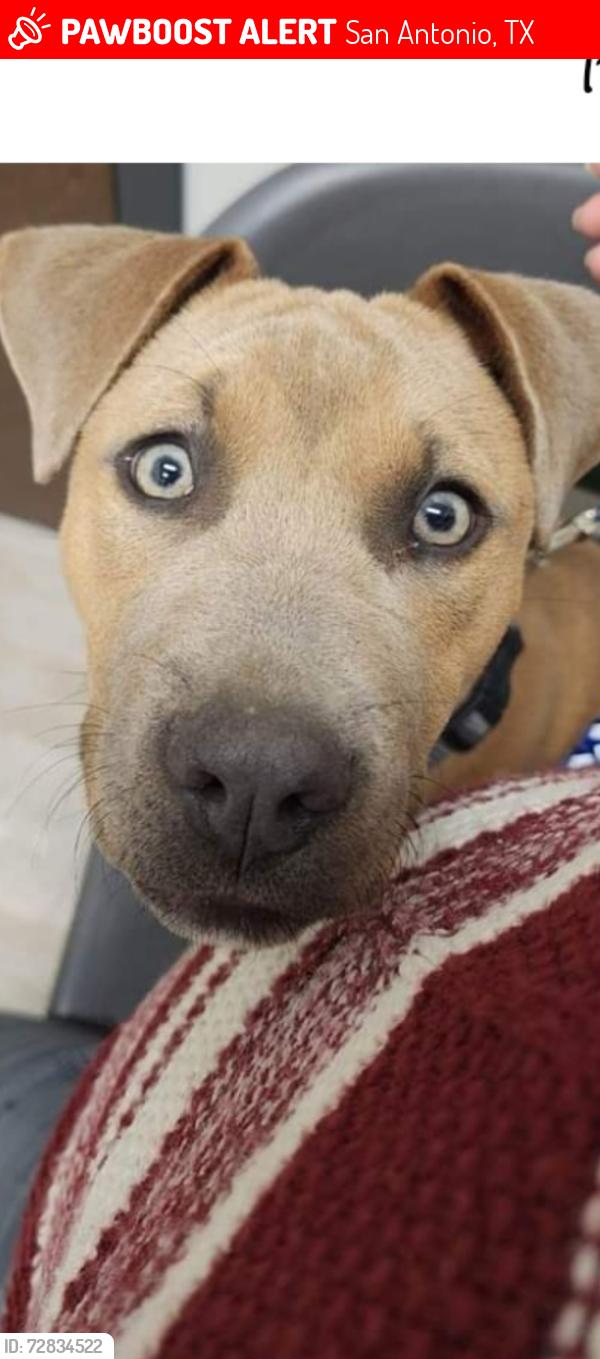 Lost Female Dog last seen Walzem and elm trail drive , San Antonio, TX 78244