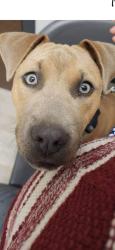 Lost Female Dog last seen Walzem and elm trail drive , San Antonio, TX 78244