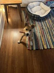 Found/Stray Unknown Dog last seen Wishon and Normal ave., Fresno, CA 93704