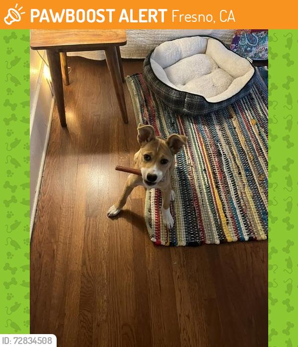 Found/Stray Unknown Dog last seen Wishon and Normal ave., Fresno, CA 93704