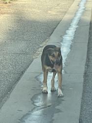 Found/Stray Female Dog last seen Alley behind northpark and in between D street and Stoddard, San Bernardino, CA 92407