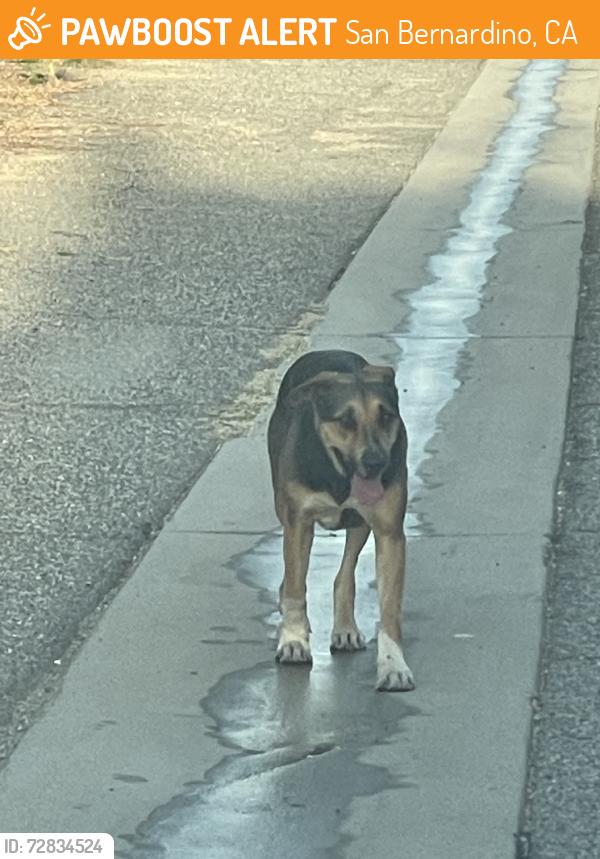 Found/Stray Female Dog last seen Alley behind northpark and in between D street and Stoddard, San Bernardino, CA 92407