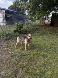 Found/Stray Male Dog last seen Weathers Creek Rd, Troutman, NC 28166