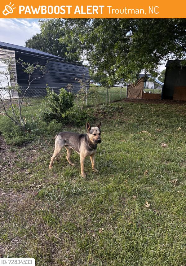 Found/Stray Male Dog last seen Weathers Creek Rd, Troutman, NC 28166