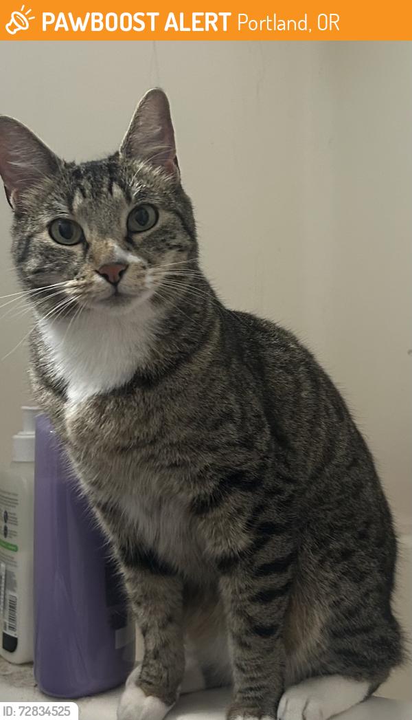 Found/Stray Female Cat last seen NE 24th Avenue and Oregon st, Portland, OR 97232