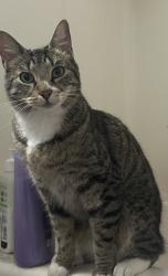 Found/Stray Female Cat last seen NE 24th Avenue and Oregon st, Portland, OR 97232