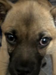 Found/Stray Female Dog last seen Louisiana and Natalie Ave , Albuquerque, NM 87110