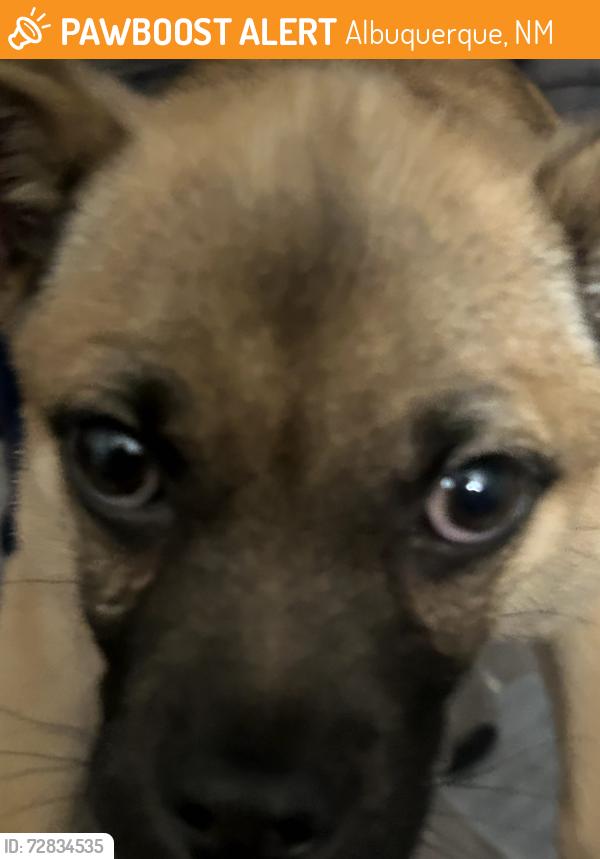 Found/Stray Female Dog last seen Louisiana and Natalie Ave, Albuquerque, NM 87110