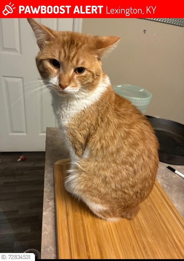Lost Male Cat last seen Near Nicolasville Rd and Rojay Dr., Lexington, KY 40503